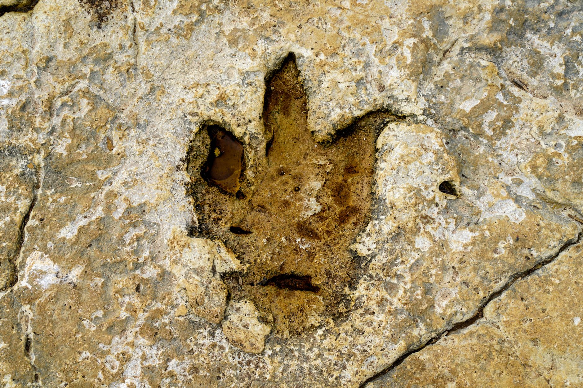 dinosaur poop discovery
